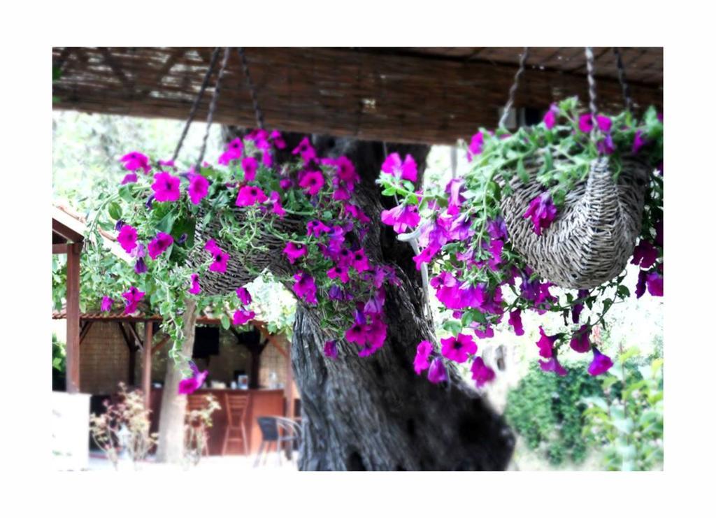 Aneton Aparthotel Chrysi Ammoudia Ngoại thất bức ảnh